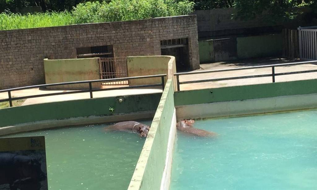 Novo Zoo promete reunir casal de hipopótamos separado há 15 anos