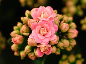 kalanchoe-plant-flower-72938