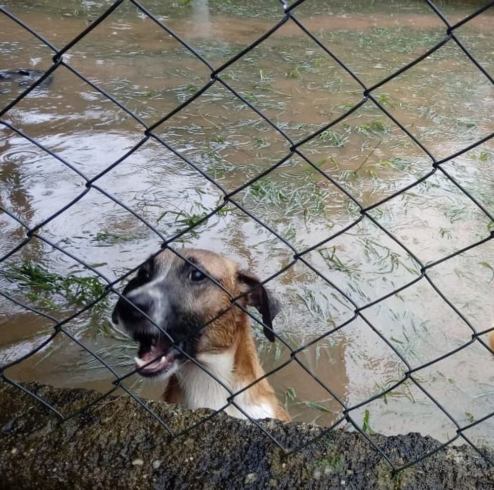 Chuva inunda abrigo de animais na Zona Oeste