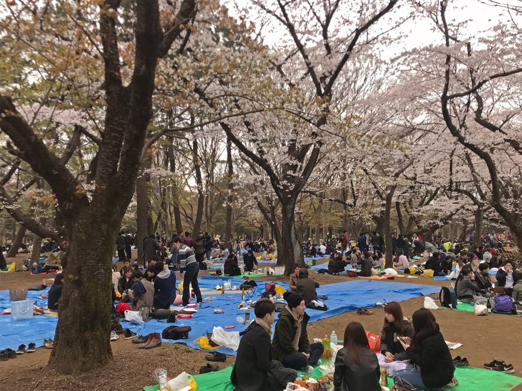 Temporada das cerejeiras no Japão Temporada das cerejeiras no Japão