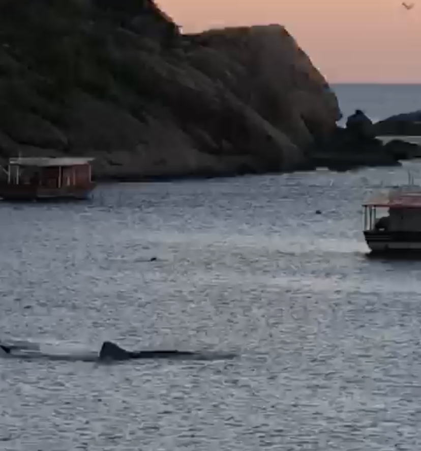 Vídeo: tubarão-baleia de dez metros nada entre pescadores em Guaratiba