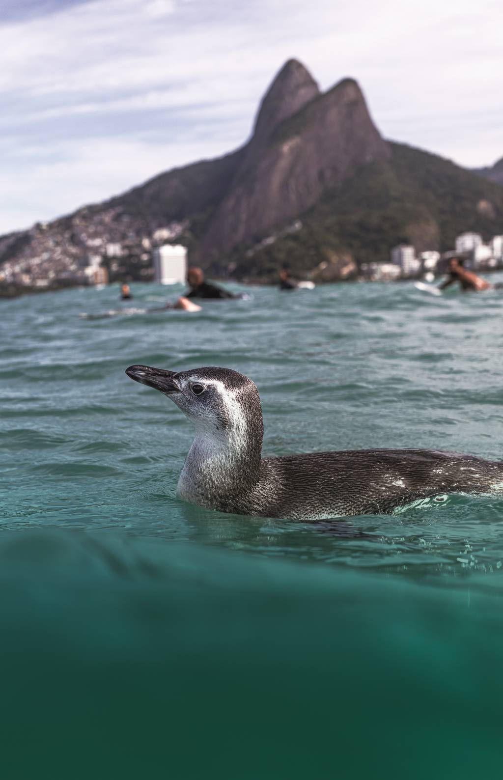 Acha que é fácil fotografar um pinguim com o Dois Irmãos ao fundo?