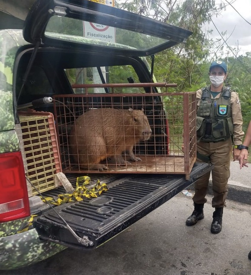 Vídeo: cansada da Lagoa, capivara mergulha na Praia do Leblon