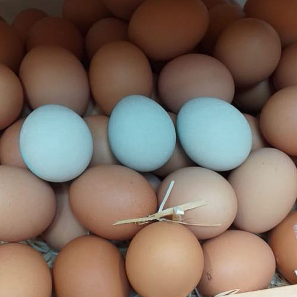 Lembra dos ovos coloridos? Versão azul está à venda nos mercados do Rio