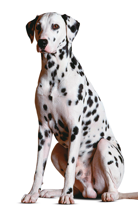Dalmata cachorro dálmata