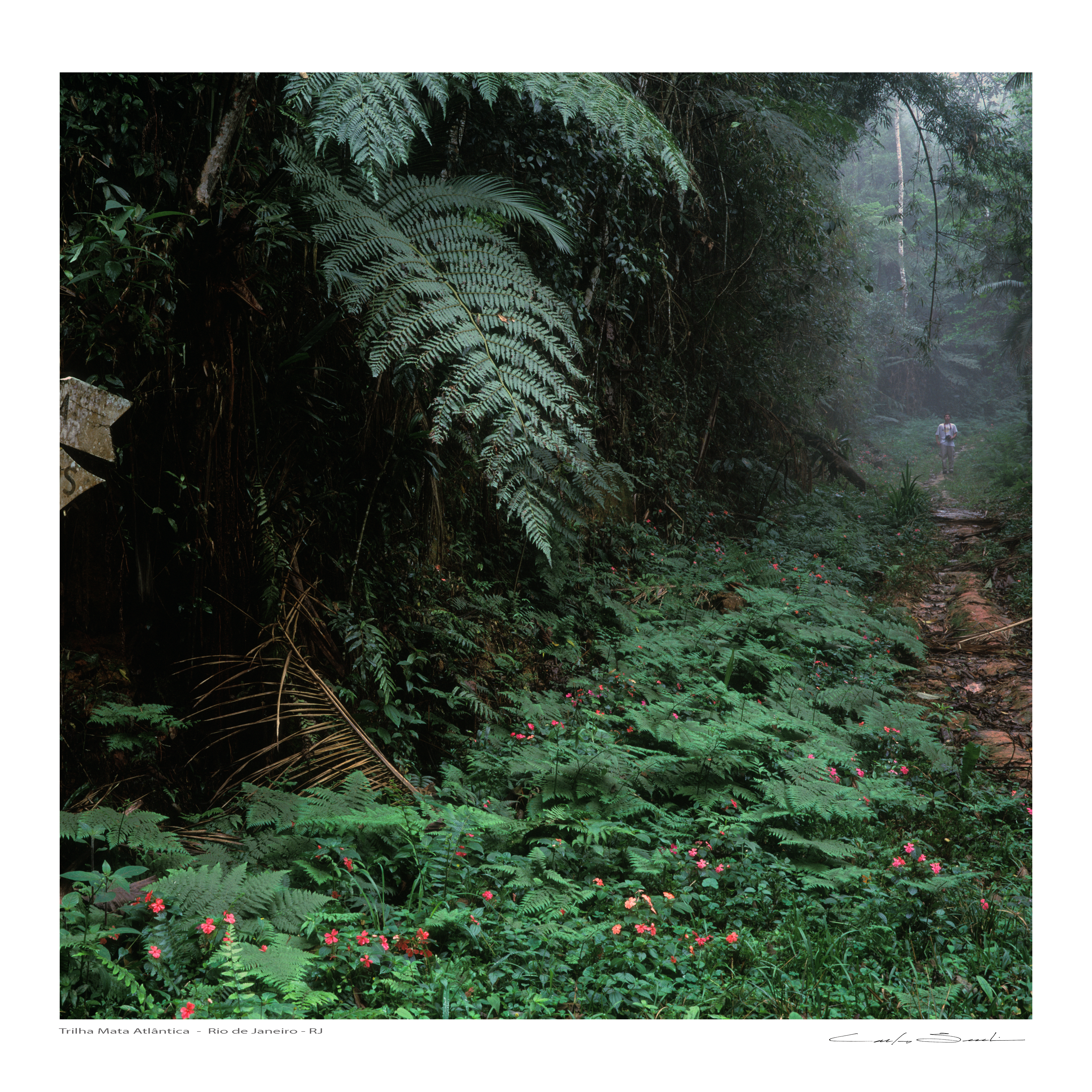 Trilha Mata Atlântica