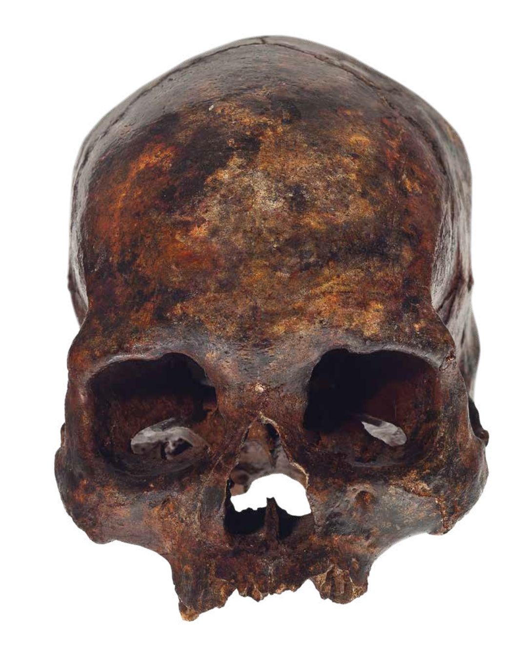 Cr&acirc;nio do homem de Lagoa Santa