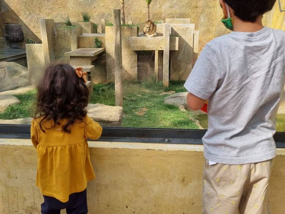 O leão Simba é um dos animais mais aguardados pelas crianças