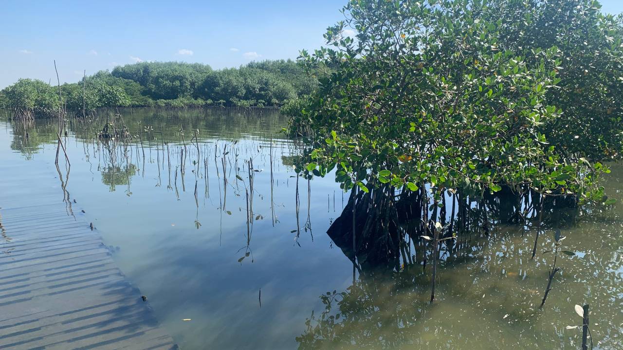 Manguezal de Gramacho mostra vegetação nativa e a baía de Guanabara
