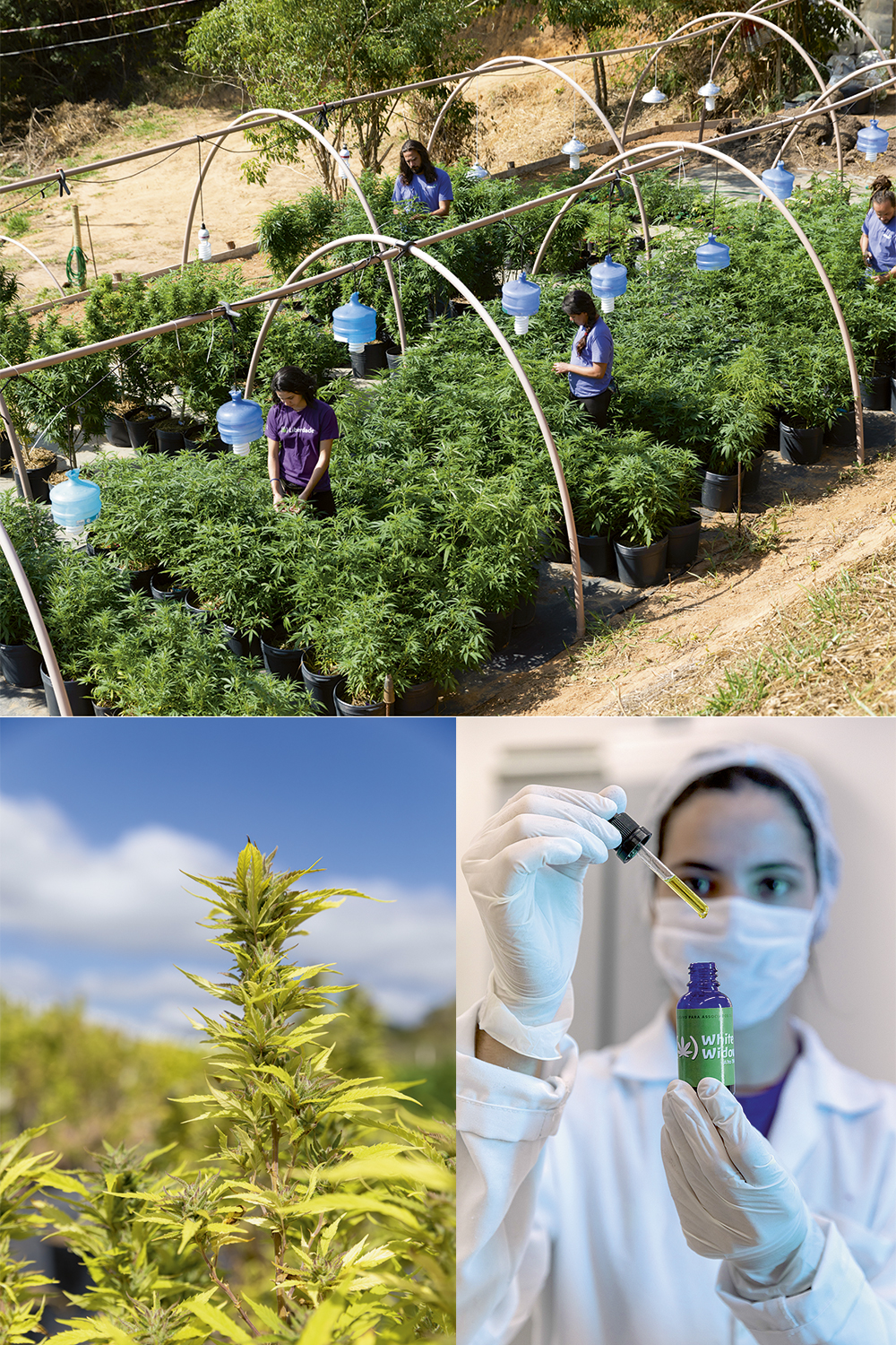 A primeira fazenda de maconha no Rio: a mat&eacute;ria-prima &eacute; usada na produ&ccedil;&atilde;o do &oacute;leo medicinal (abaixo) -