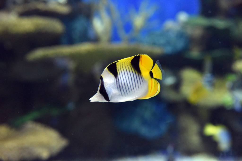 Rio ganha iniciativa para monitoramento e preservação da vida marinha