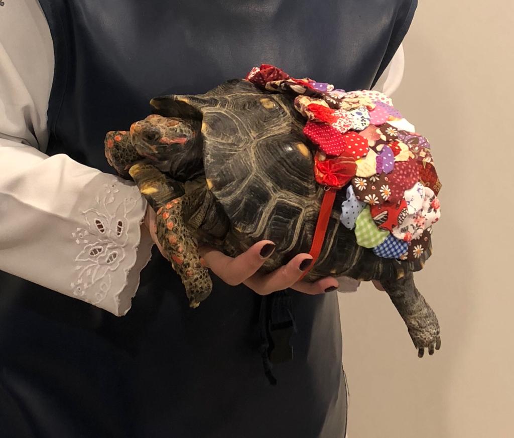 Pets ganham tratamento de ponta em clínica especializada no Rio