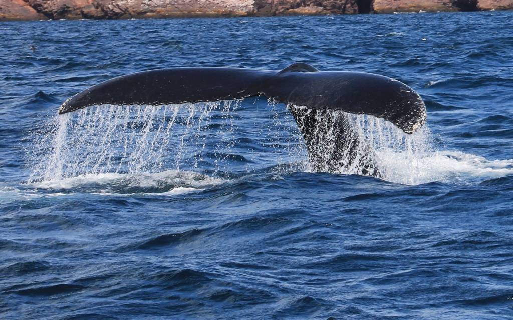 Show da natureza: vídeo mostra baleias cruzando o litoral do Rio