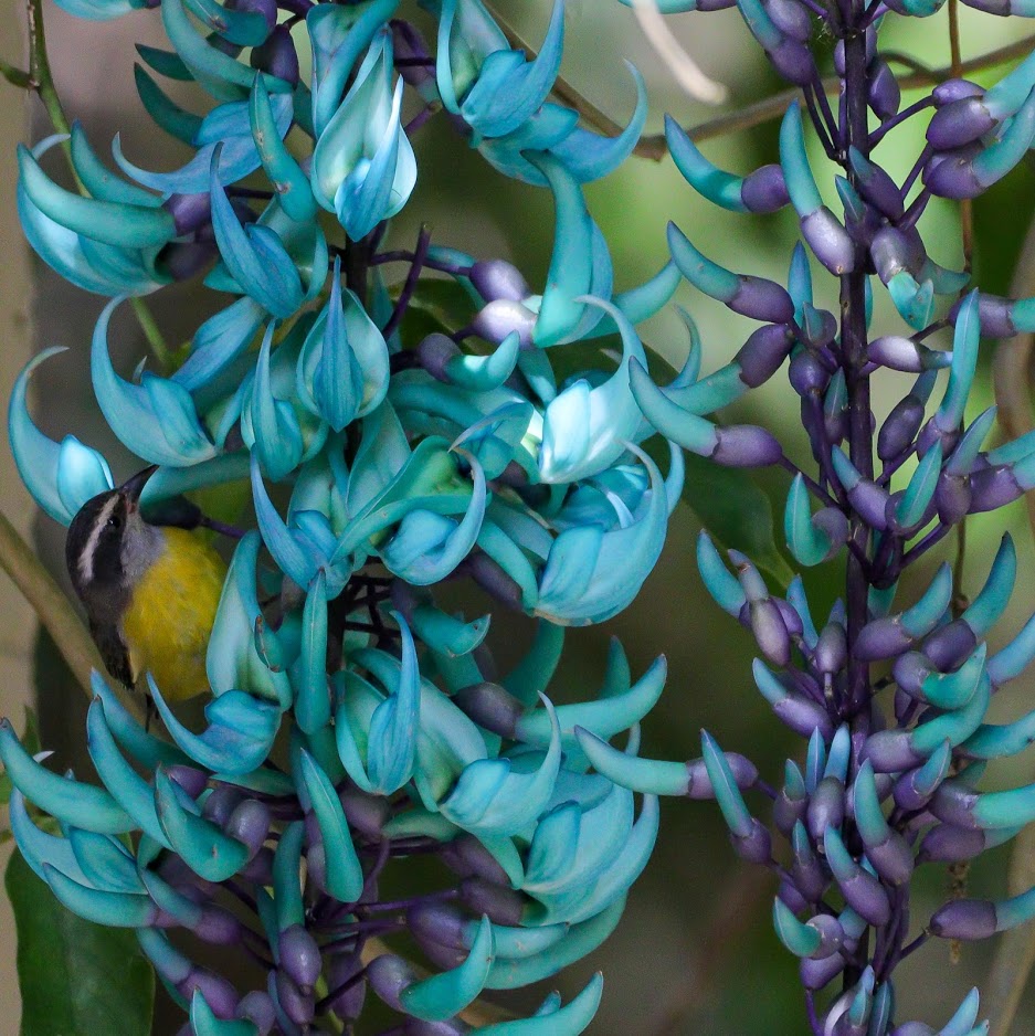 Flor de Jade JBRJ Foto Alexandre Machado Flor de jade florescida no Jardim Botânico do Rio