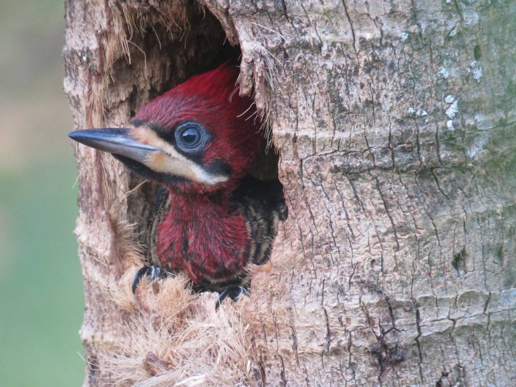 Morador ilustre: filhote de pica-pau-rei é atração em parque do Rio