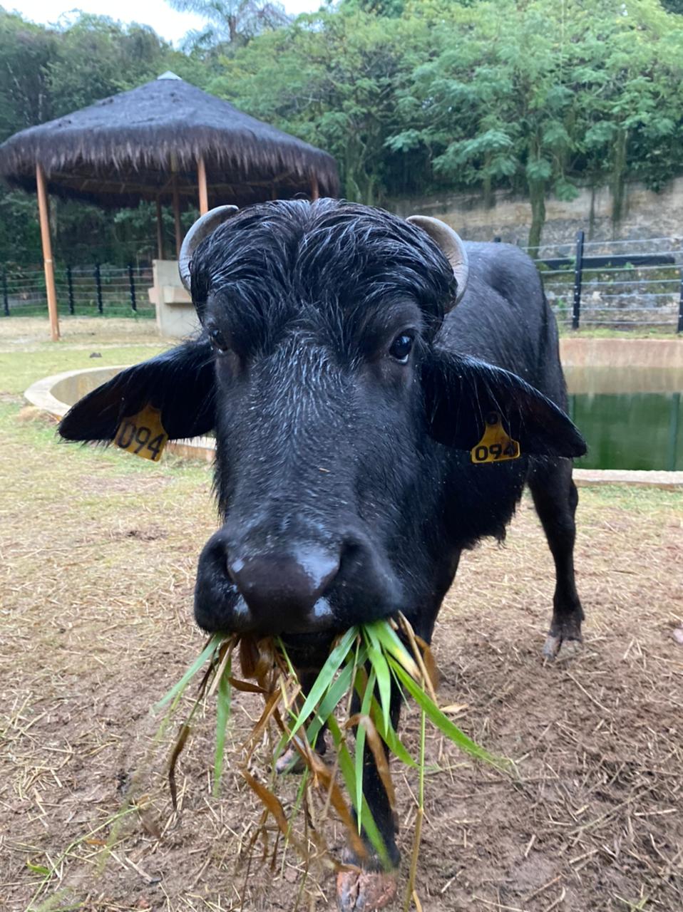 B&uacute;falo com matinhos na boca