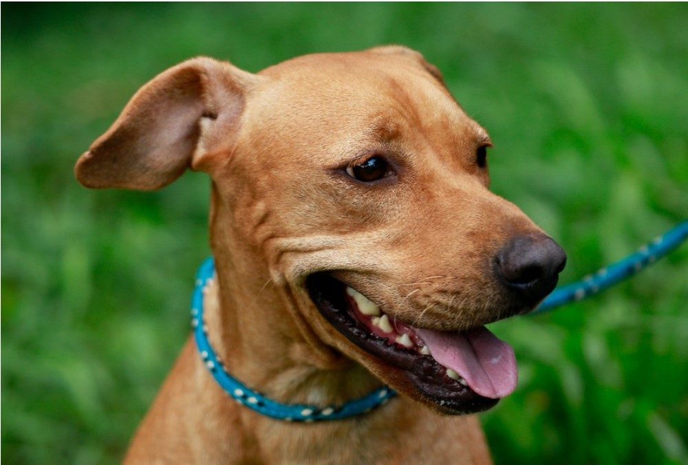 Prefeitura do Rio cria canal para adoção de animais