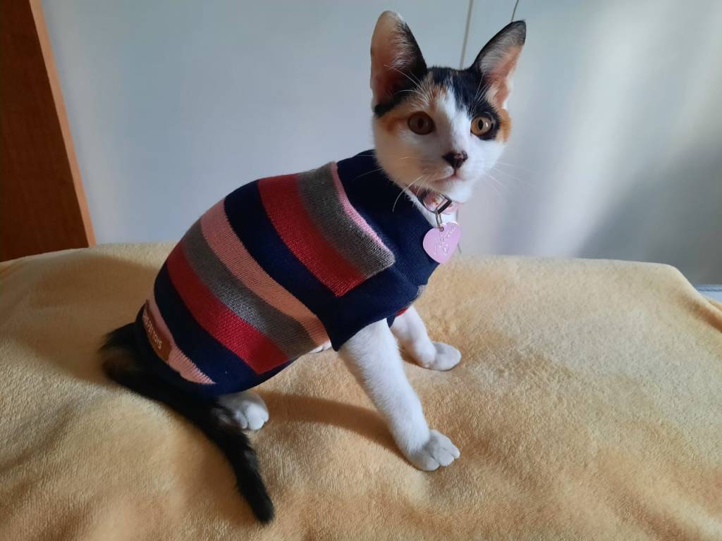 WhatsApp Image 2021-09-16 at 21.02.48 Foto mostra gatinho com roupa listrada vermelha e preta