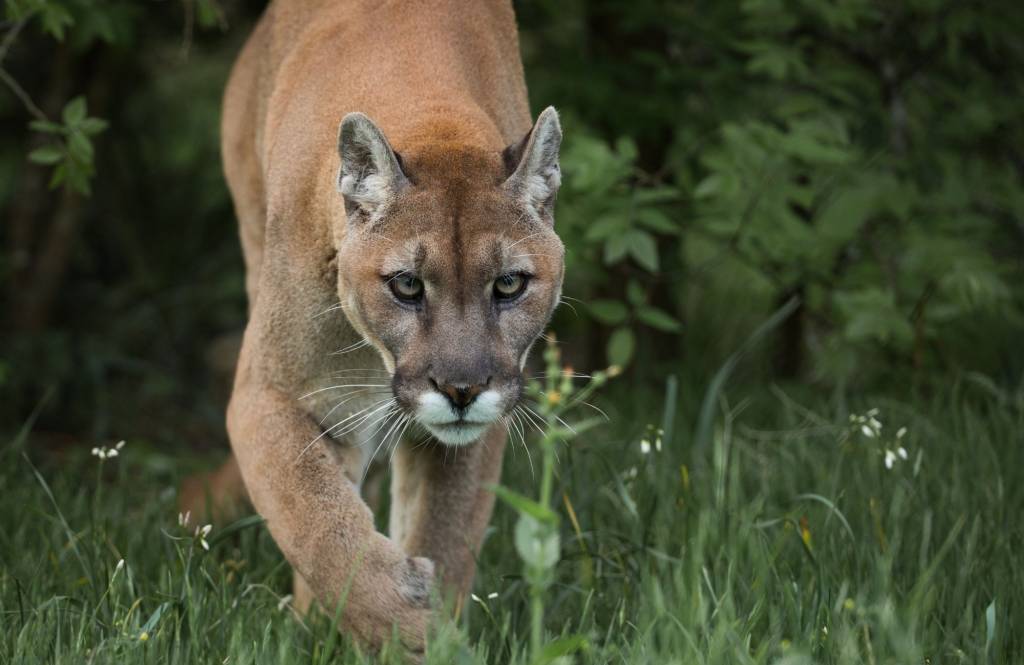 Onça-parda volta a aparecer no Rio após mais de 80 anos sem ser vista