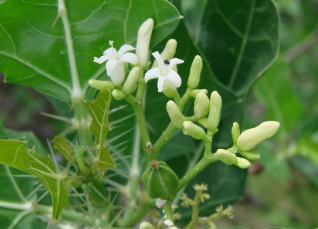 Foto de uma flor da árvore sertaneja chamada Favela