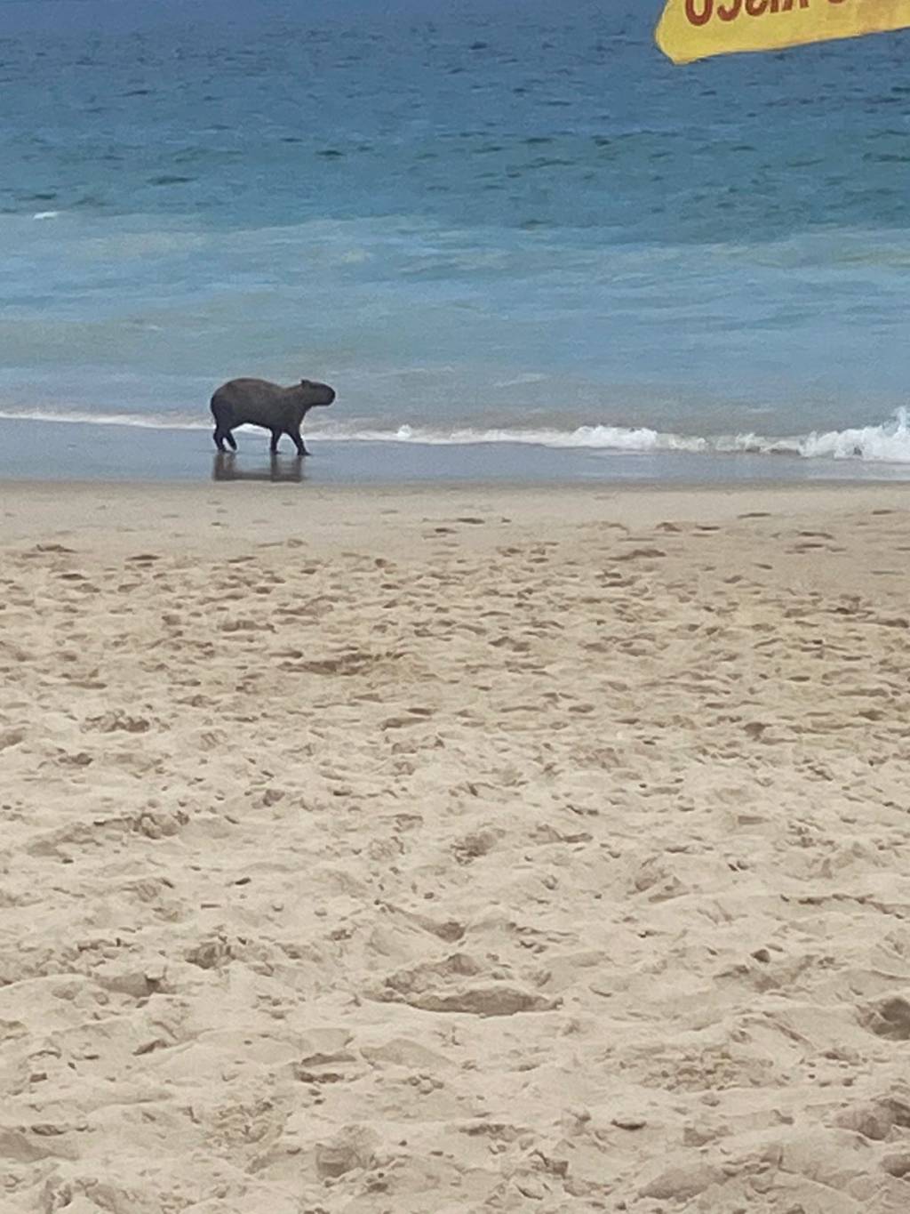 A capivara carioca: animal curtiu o verão com banho de mar; veja vídeo