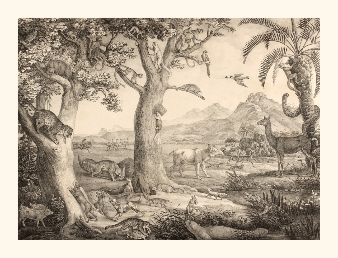 Foto mostra paisagem selvagem com diversas &aacute;rvores e animais