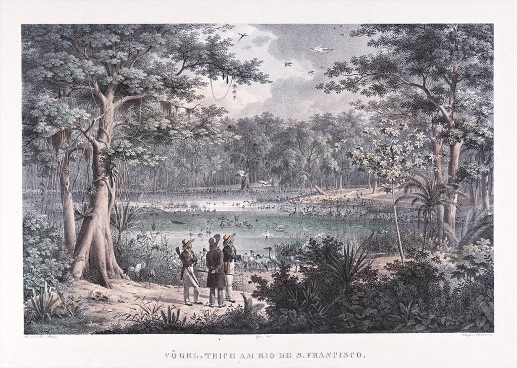 Do Rio à Amazônia: expedição científica de 1817 é revelada em mostra virtual