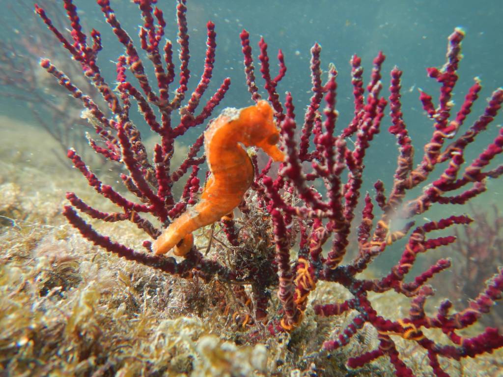 Quase 40 filhotes de cavalo-marinho ameaçado de extinção nasceram no AquaRio