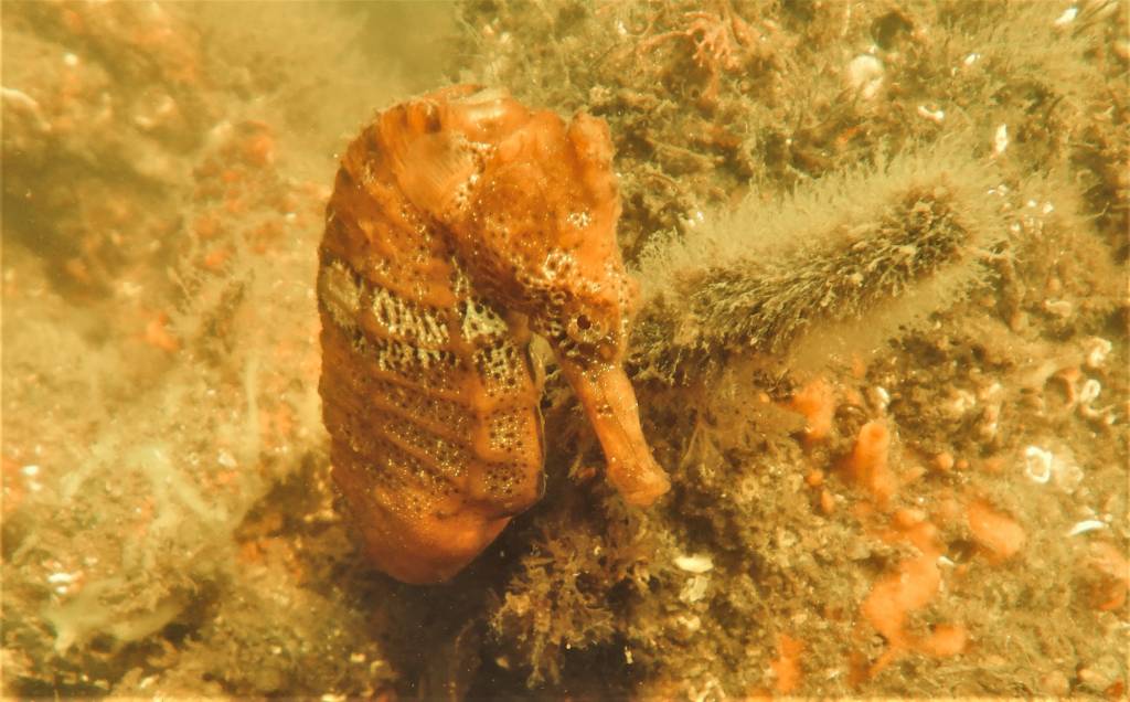 Sob risco de extinção, cavalos-marinhos voltam a ser vistos na orla do Rio