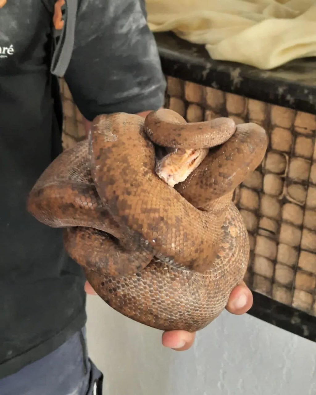 Jiboia de estimação vai parar na máquina de lavar da vizinha