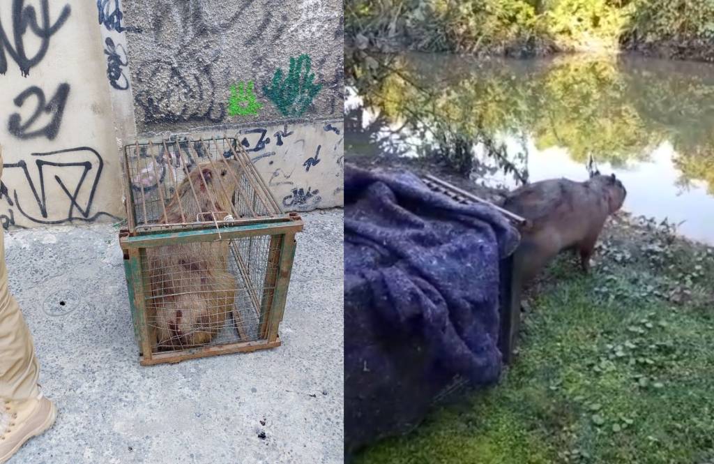 Com lesões leves, capivara é resgatada após ficar presa em galeria pluvial
