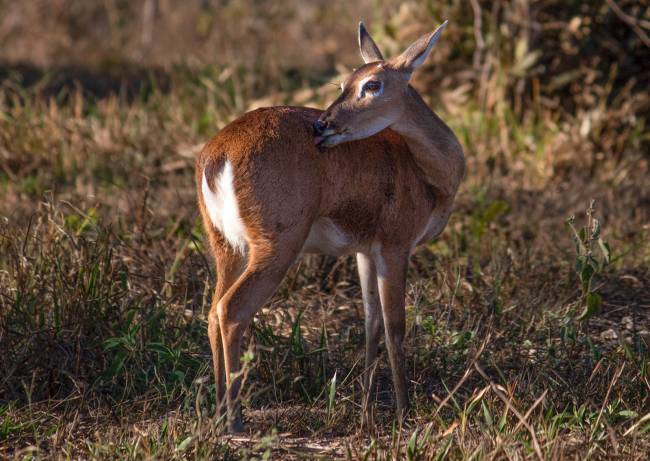 safari no cerrado: observação de lobos-guarás, veados e muito mais