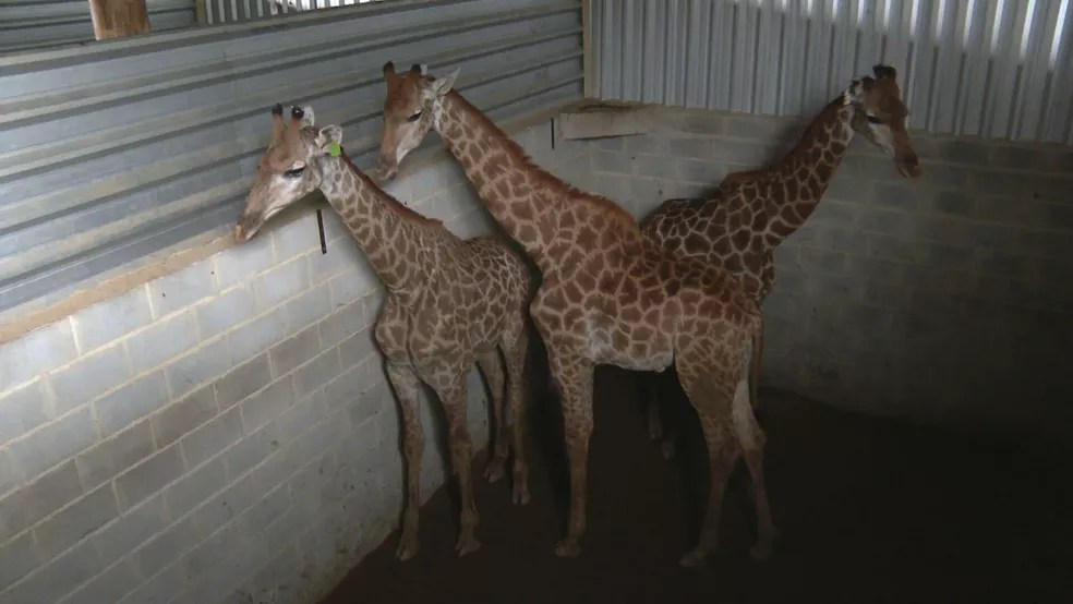 girafas