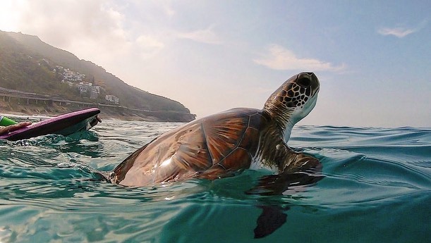 Foto mostra tartaruga no mar