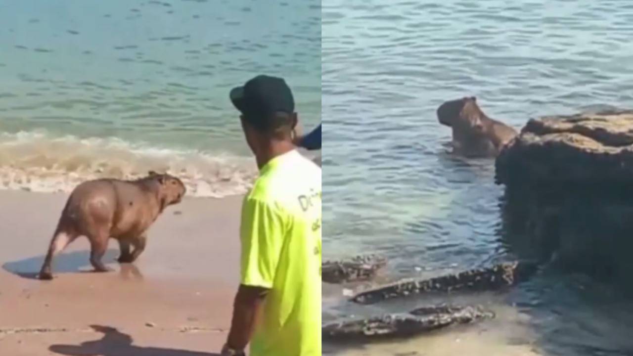 Foto mostra capivara circulando na praia em Búzios