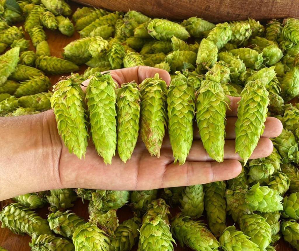 É nosso: Teresópolis recebe título de capital nacional do lúpulo