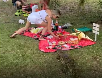 Jacaré invade piquenique na Barra e ganha pães de presente