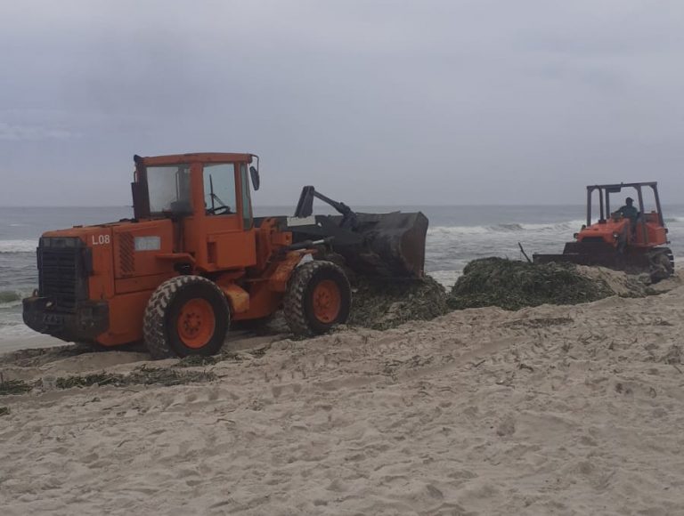 Toneladas de gigogas são retiradas das praias da Barra da Tijuca