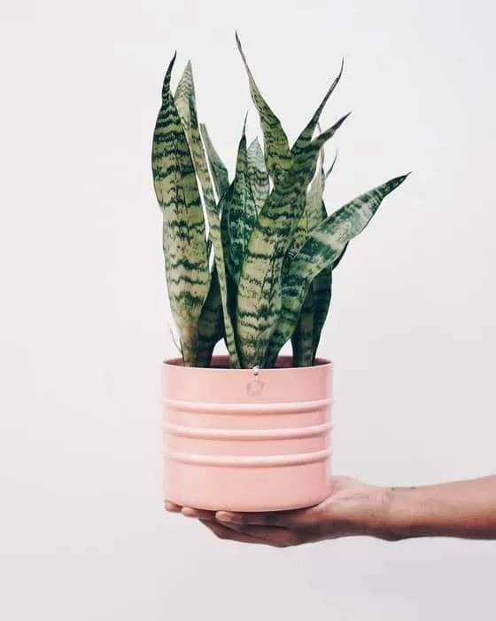 Plantas da sorte: 7 espécies para trazer dinheiro e prosperidade