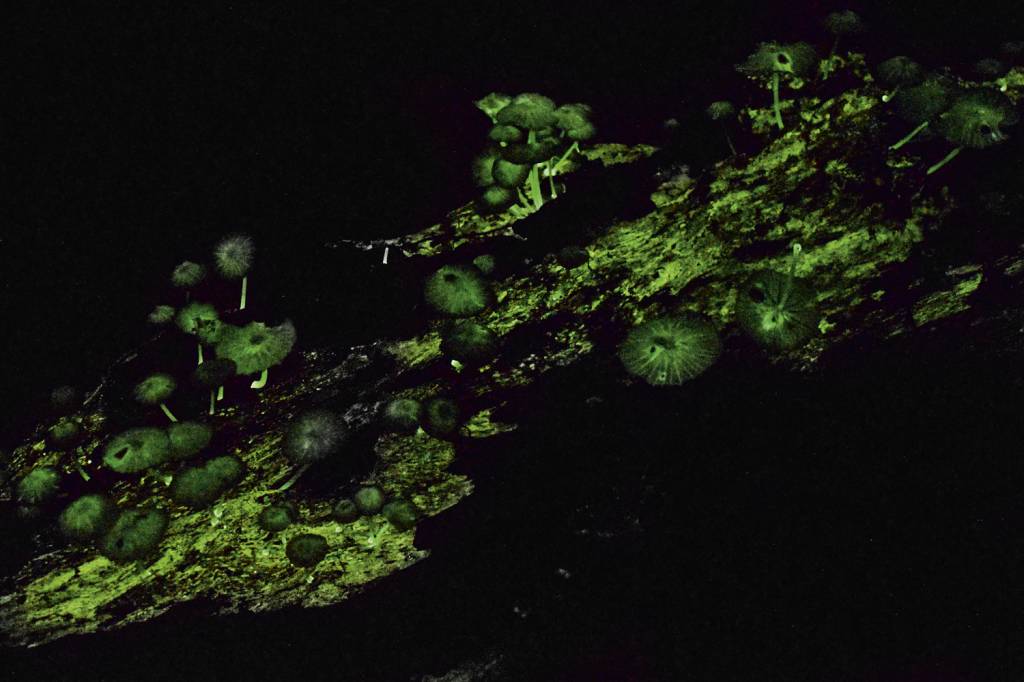 Exposição no Oi Futuro promove um mergulho no universo dos fungos