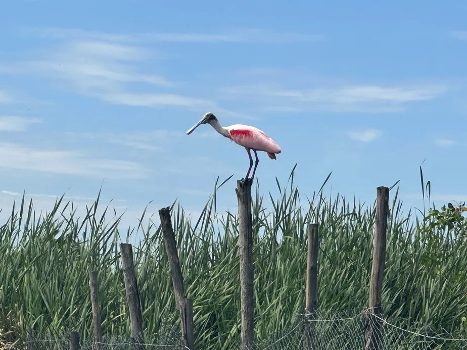 Ave típica de áreas de manguezal, colhereiro tem aparecido com mais frequência nas lagoas da Barra e de Jacarepaguá Divulgação/ Mário Moscatelli