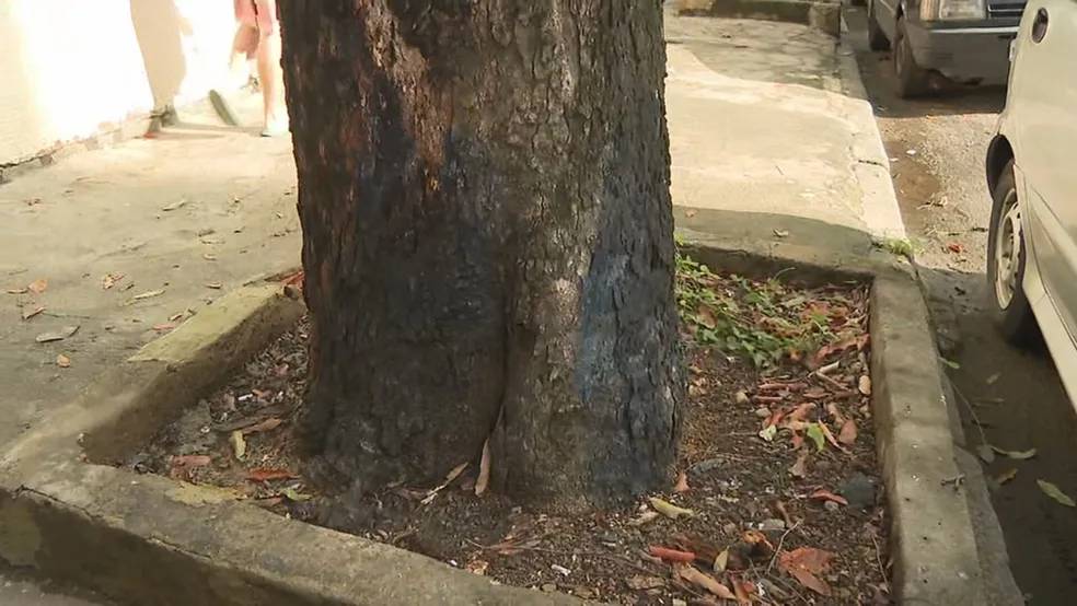 Suposto envenenamento de árvores chama a atenção de moradores da Tijuca