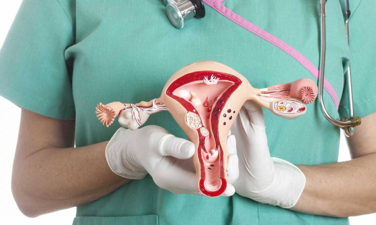 Médico segura um utensílio que reproduz o corpo humano.