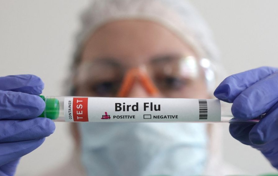 Gripe aviária: como o governo do Rio tenta evitar a disseminação do vírus