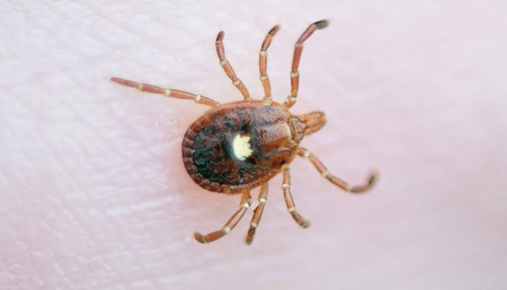 Conheça a alergia à carne vermelha: Síndrome Alfa-Gal