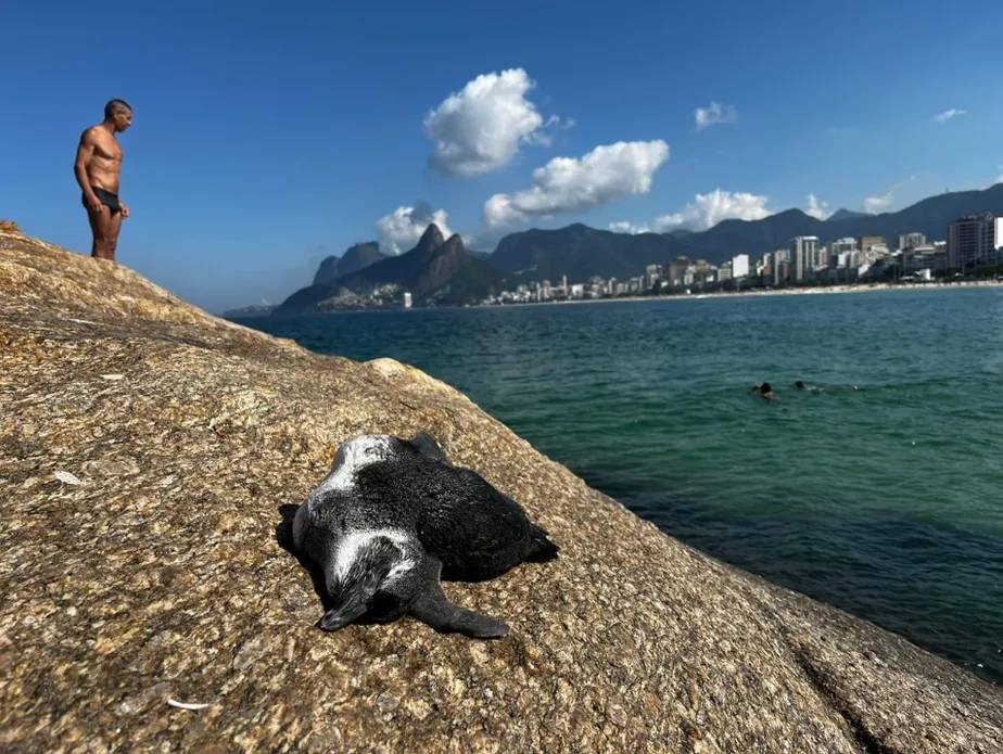 Tadinho do Zé! Pinguim que virou “pet do Arpoador” morre após comer baiacu