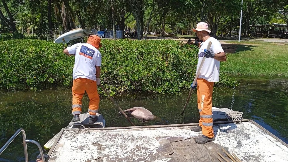 A capivara Margarida foi encontrada morta na Lagoa Rodrigo de Freitas; corpo do animal é removido pela comlurb Reprodução
