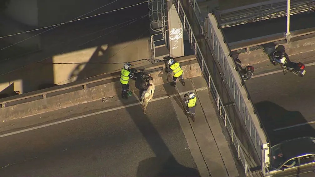 Bezerro foi contido por agentes da CET-Rio no Viaduto do Gasômetro, na Zona Portuária Reprodução TV Globo