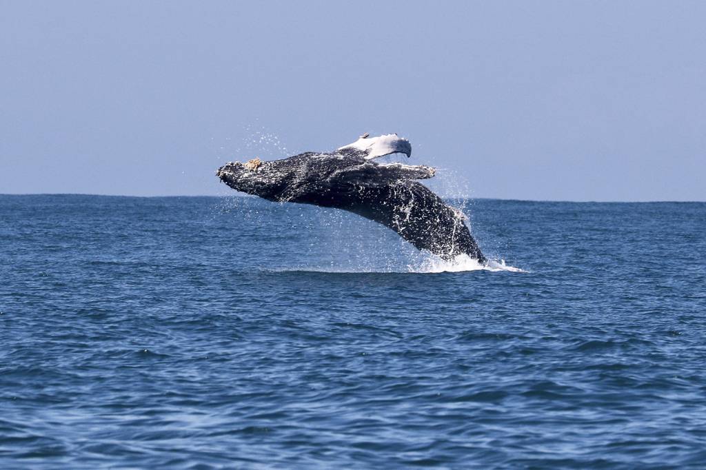 Bora ver baleia! Ingressos para observação de jubartes já estão à venda