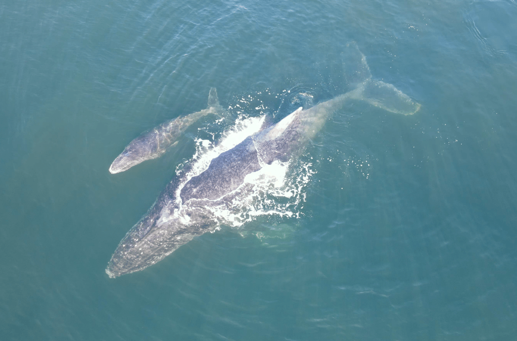Inverno das baleias: laboratório da Uerj registra filhotes nascidos no Rio